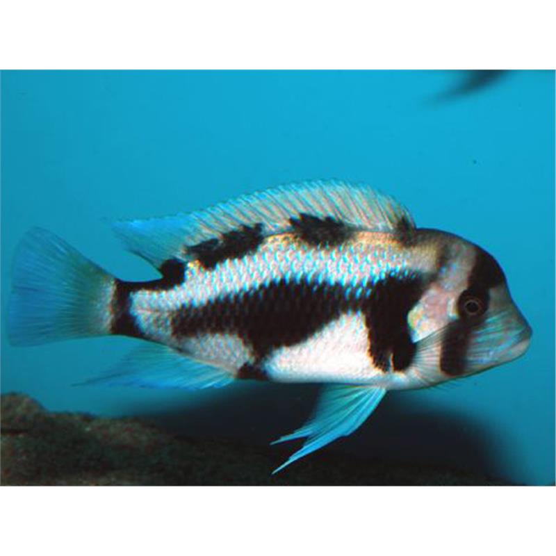 Cyphotilapia frontosa black widow - imagine 4